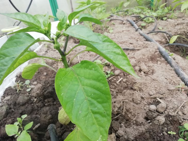 Как следует пикировать сладкий перец: некоторые правила будут в новинку даже для бывалых дачников Перец