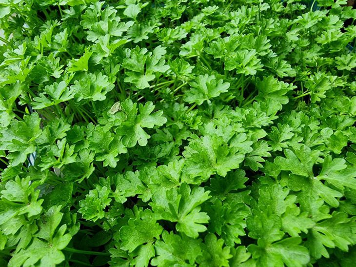Что посадить на грядке, чтобы защитить огородные культуры от вредителей: 5 растений петрушка