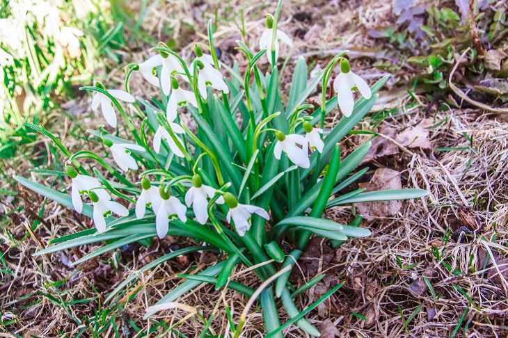 Народные приметы на 28 марта: по Александрову дню судят, какой будет весна цветы