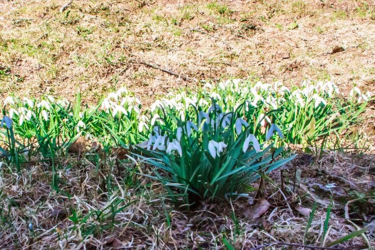 Весна, цветы