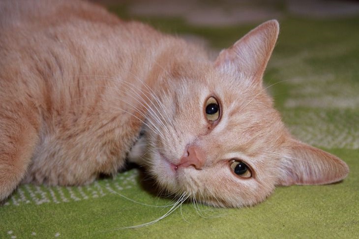 Кошки это любят! 5 вещей, которые делают их счастливыми Кошка