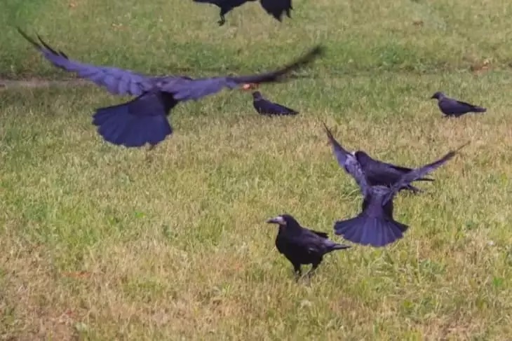 Какая птица приносит несчастье: что говорят приметы Птицы