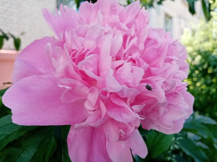 Пионы вырастут на зависть всем: проклюнувшиеся ростки нужно удобрить этим средством Пион