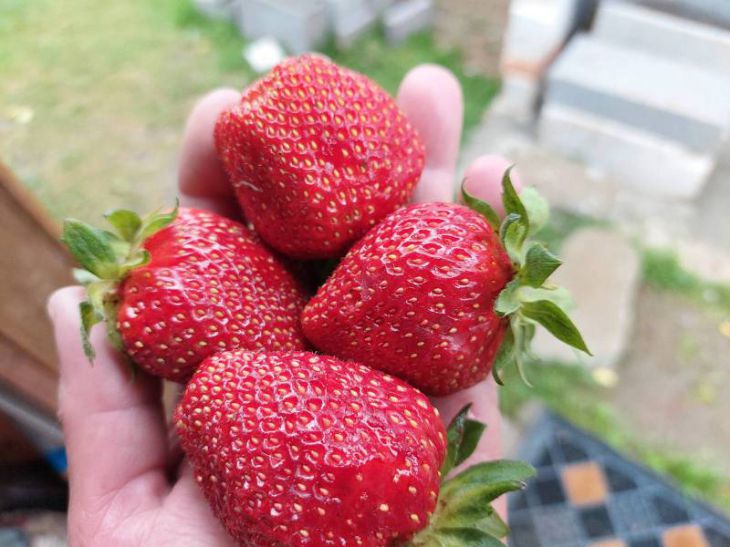 Какой должна быть первая подкормка клубники, чтобы ягоды выросли крупными:хитрости дачников: новости, сад, советы, клубника, подкормка, ягоды, сад иогород
