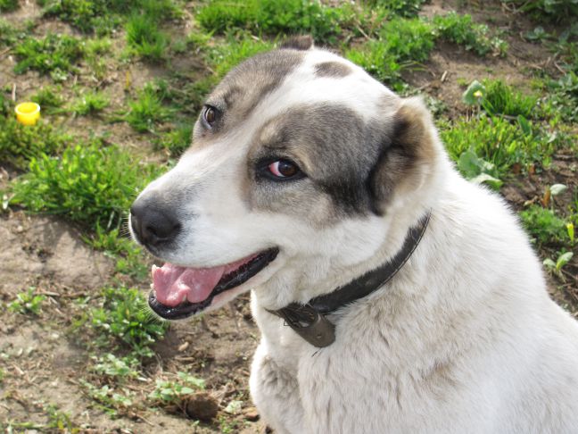 Собака Трава