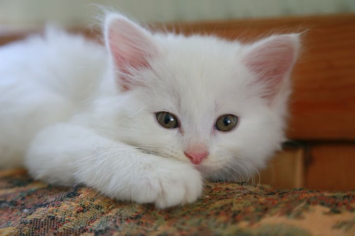 Что обязательно нужно знать про содержание кошки: 11 правил, которые соблюдает ответственный хозяин