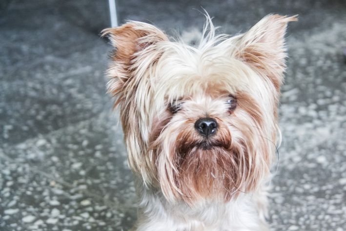 Кому не стоит заводить домашних животных: люди, которые не станут примерными владельцами Собака