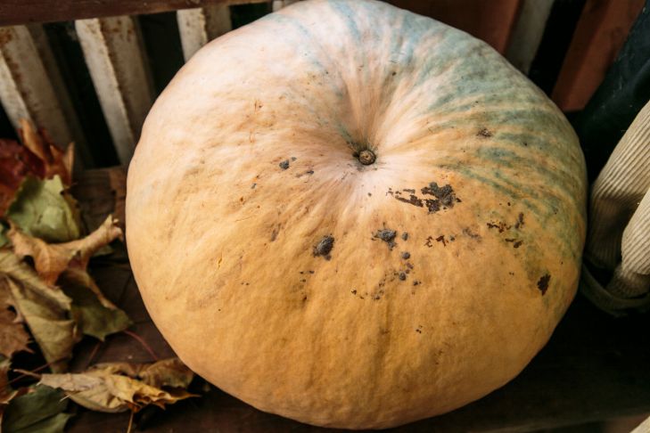 Что произойдет с организмом, если каждый день выпивать по стакану тыквенного сока: мнение медиков тыква