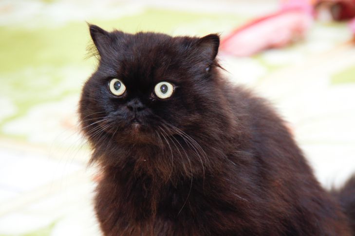 Как правильно наказывать кошку: метод, который точно сработает Кот Кошка