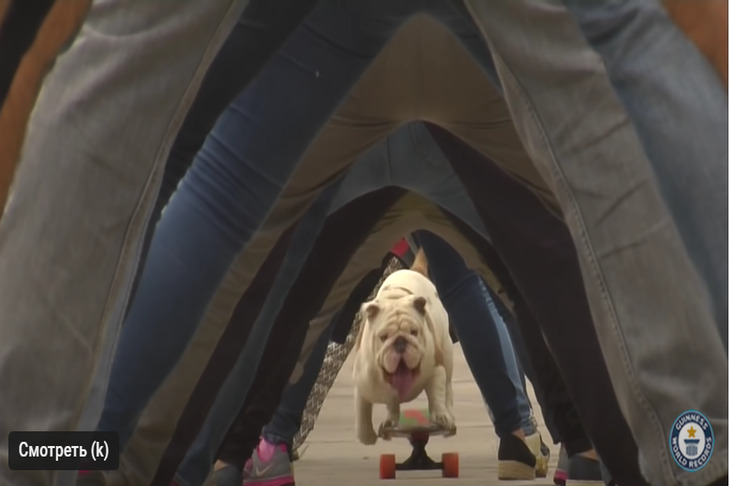 Бульдог на скейте