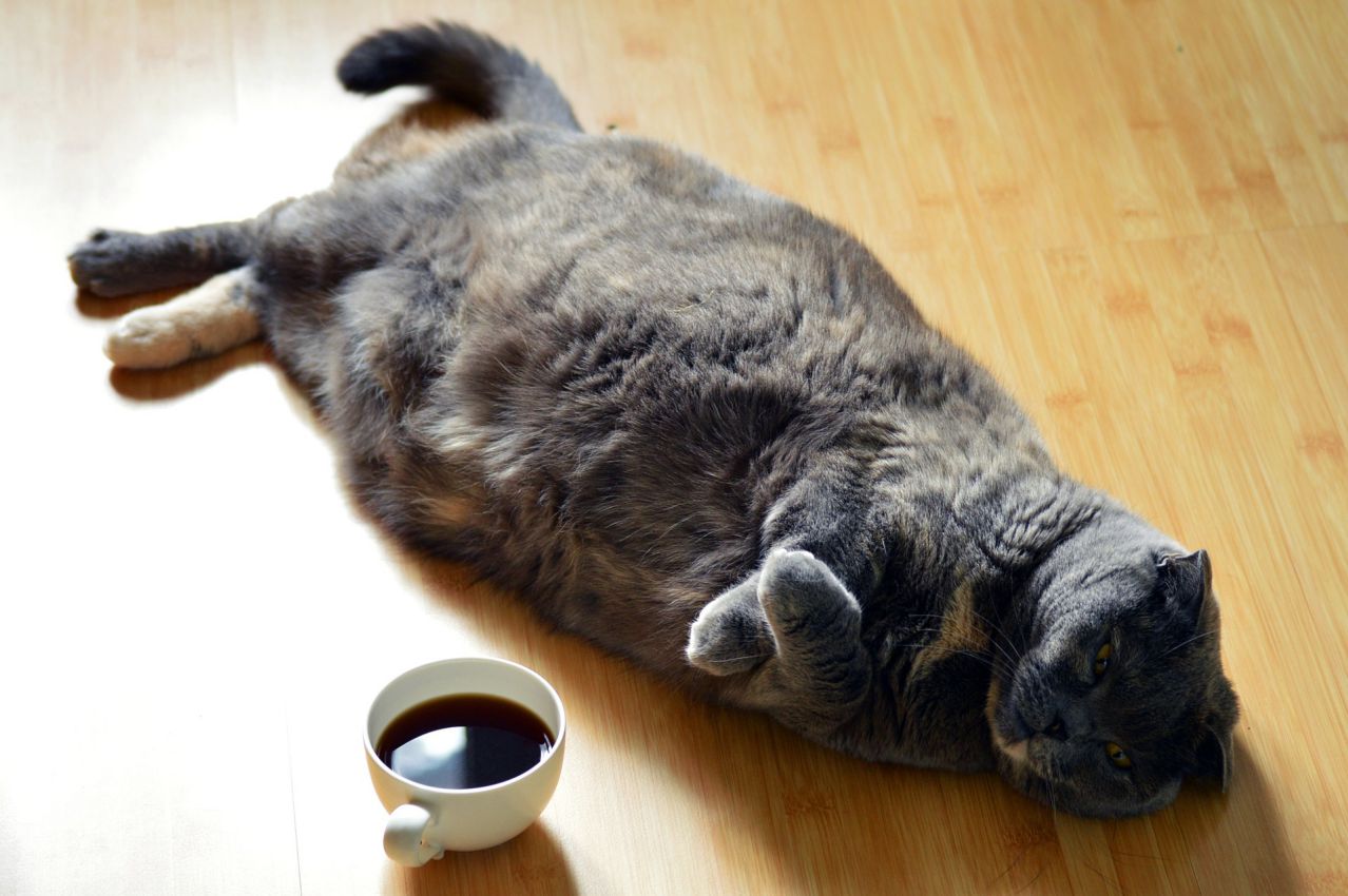 How to help your Cat Lose Weight: Reduce the Risk of Disease cat