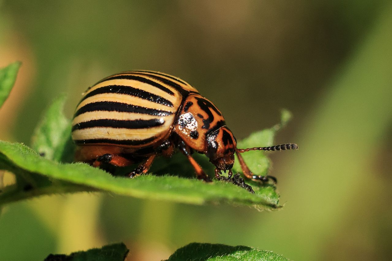 Advice to Gardeners: How to Get Rid of the 4 Most Annoying Pests pest