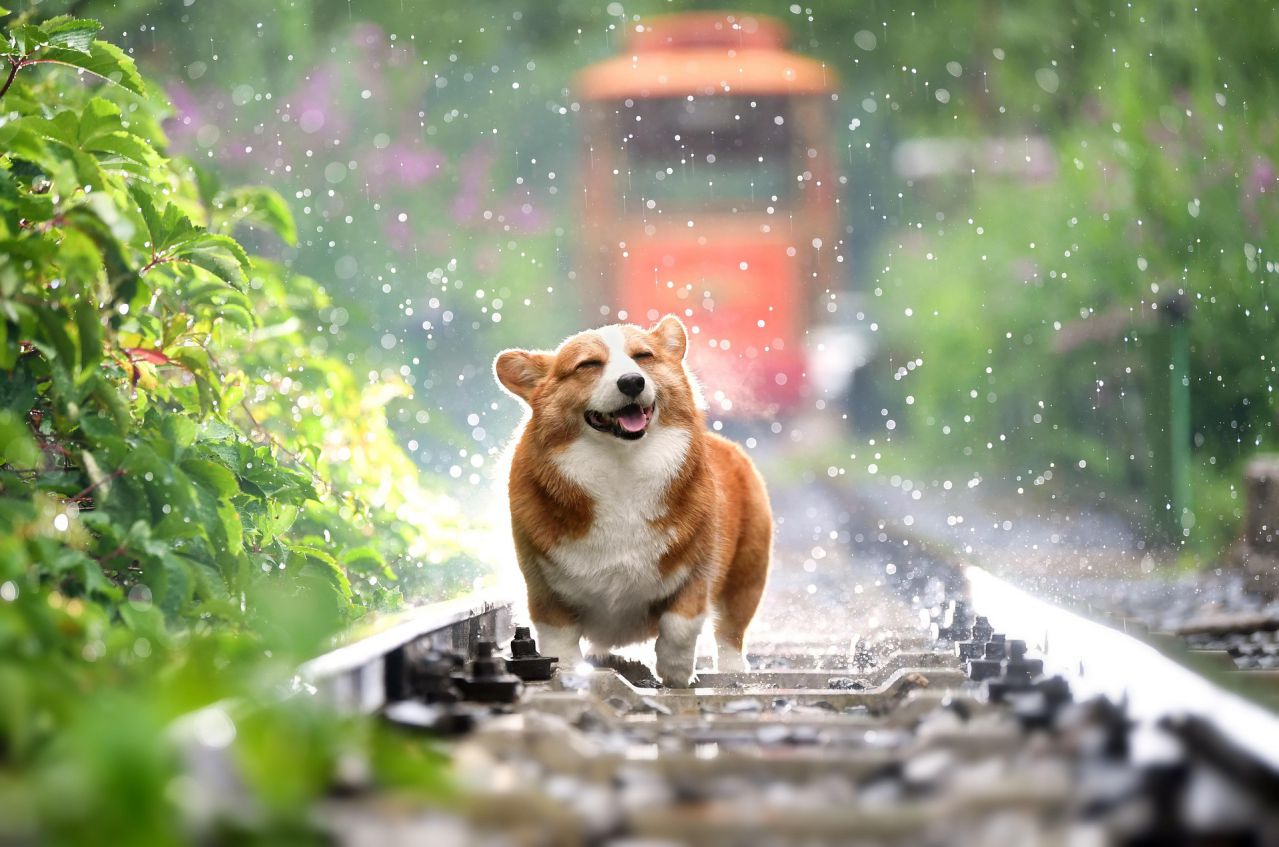 Interesting New Fact about Dogs: Animals Can Cry Happy dog
