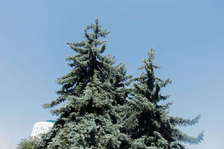 Какая подкормка нужна садовым елям: оптимальный вариант Ели