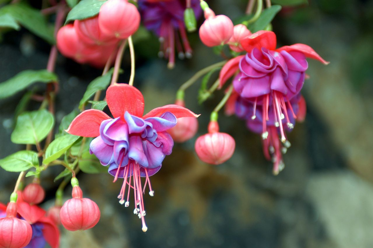 fuchsia