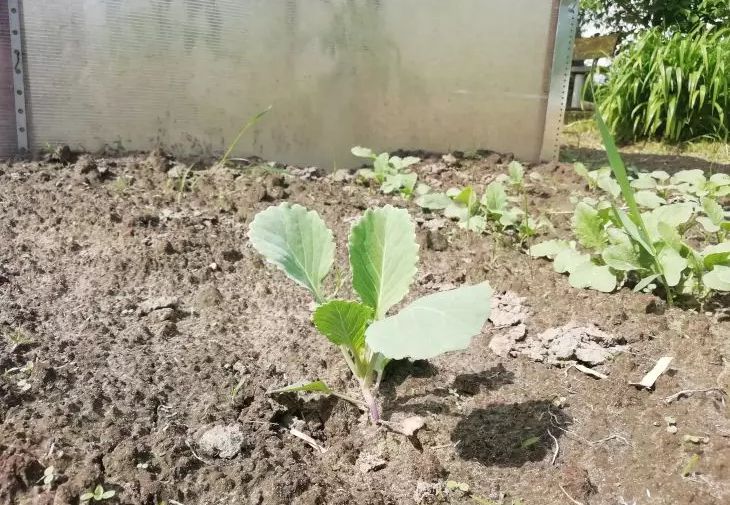 Почему не растет рассада капусты: ошибки, о которых не знают начинающие дачники