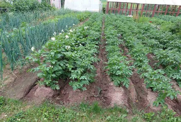 Что посадить весной между рядами картошки, чтобы не было жуков: полезныйсовет: новости, картофель, урожай, травы, сидераты, вредители, сад и огород