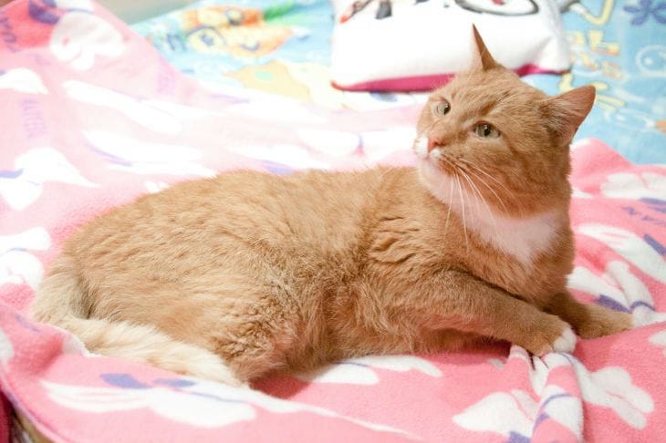 Приметы о котах: что говорят поведение и знаки питомца Кошка