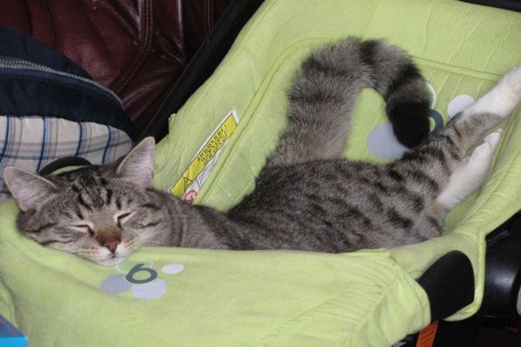 Как отучить кошек царапать мебель: 3 ароматных способа: новости, коты, кошки,  питомцы, животные, мебель, домашние животные
