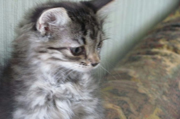 Взгляд «в никуда»: что видят кошки, уставившиеся на пустую стену Котенок