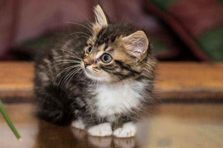 5 аксессуаров для домашних питомцев, о покупке которых вы точно не пожалеете Котенок