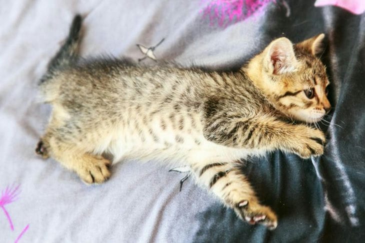 Как сэкономить на содержании кошки: 3 способа, от которых действительно есть польза Котенок