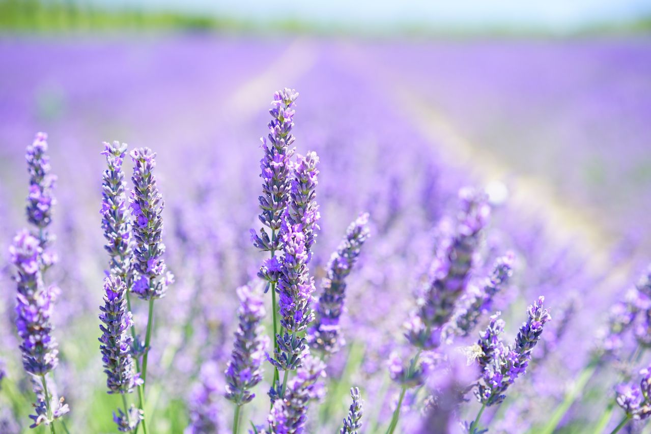 lavender