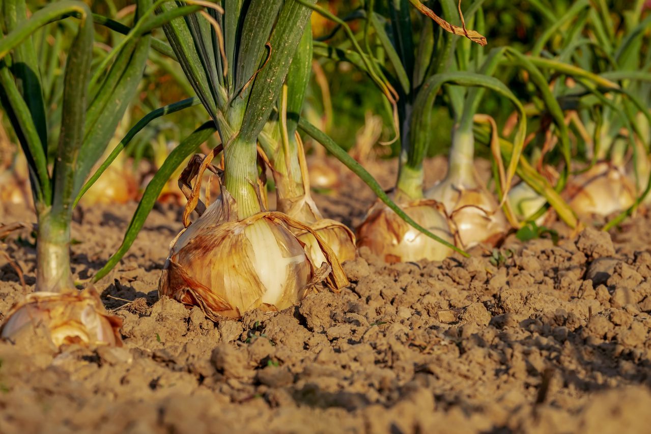 Gardening Guide: How to Grow Onions onion