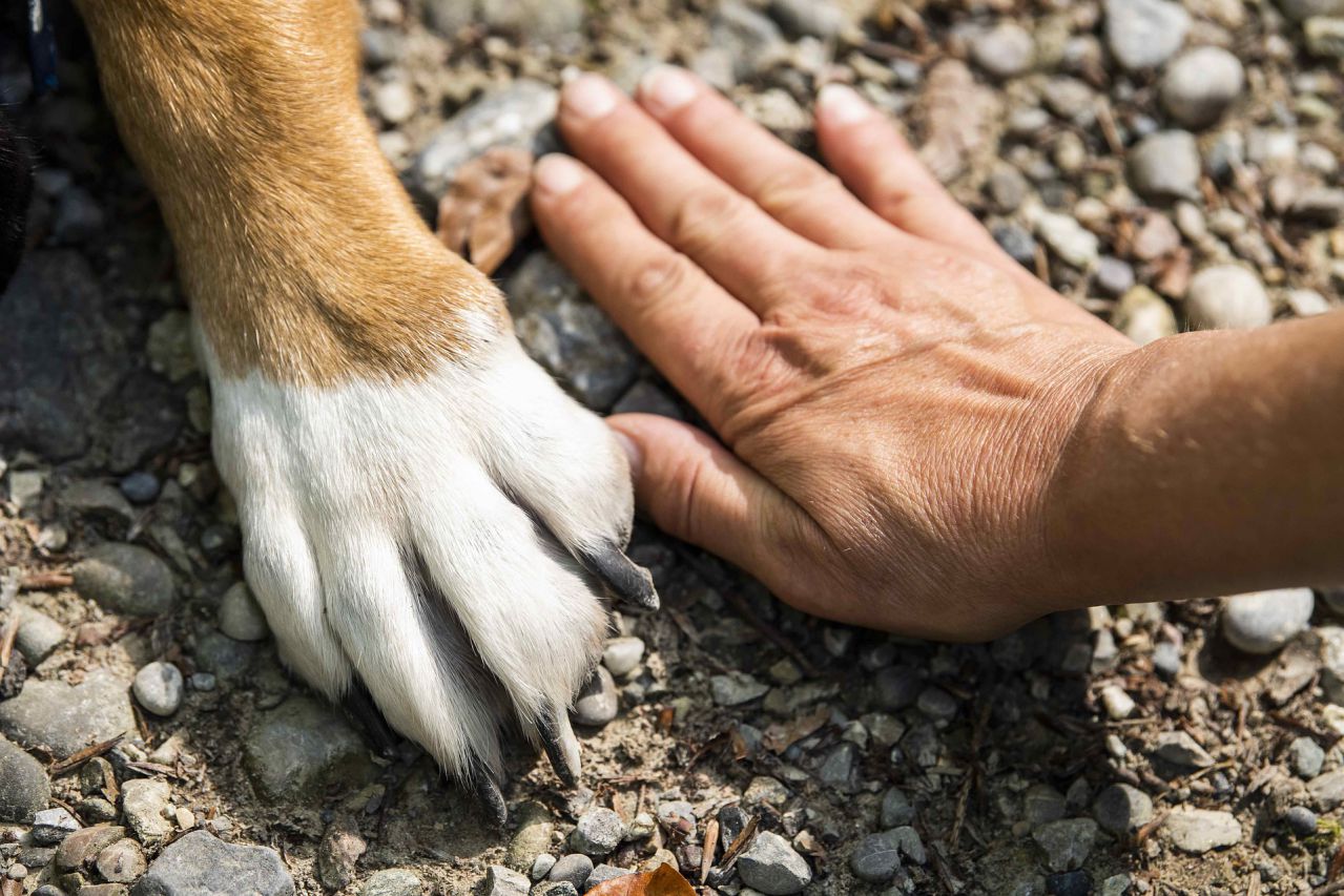 Vet Tip: How to Make your Own Dog Paw Balm dog