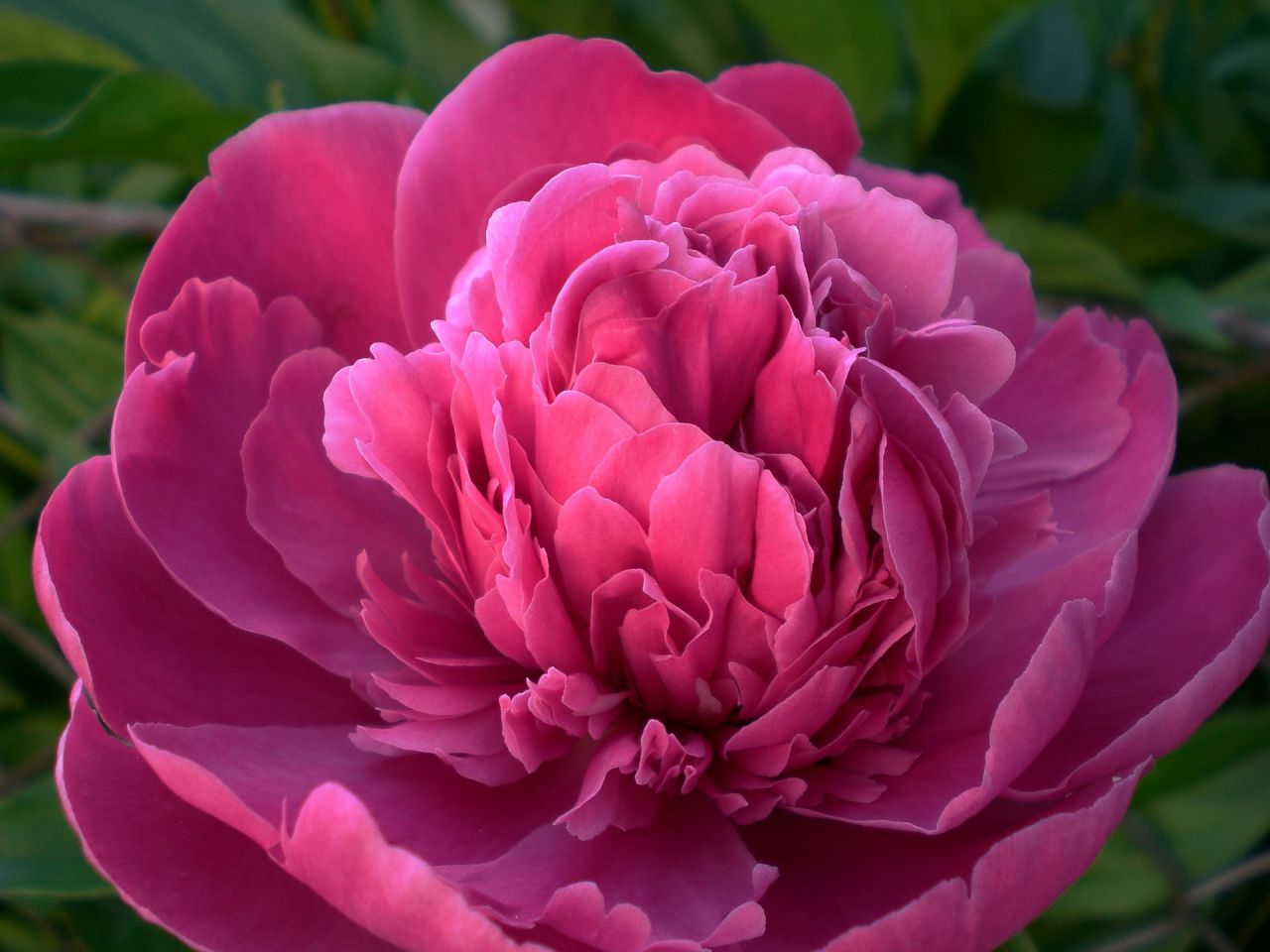 peony