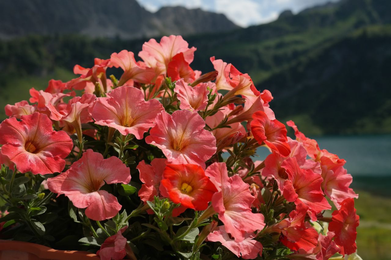 Tip for Gardeners: How to Grow Petunias petunias