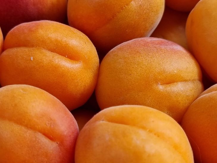 Как вырастить абрикос из косточки: больше никаких саженцев покупать непридется: новости, абрикосы, деревья, посадка, уход, дача, сад и огород