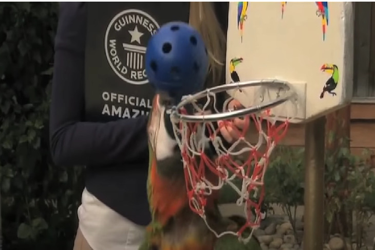 Сколько баскетбольных мячей может забросить… попугай: рекорд ара по кличке Зак еще не побил никто Попугай