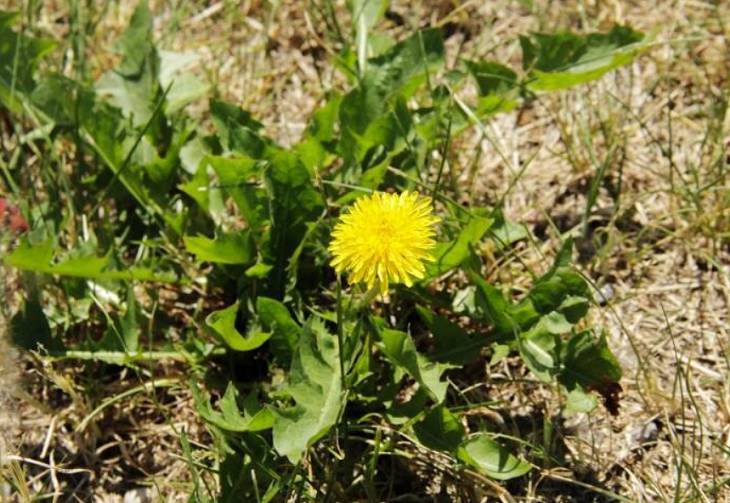 Народные приметы на 12 апреля: ждите короткое и прохладное лето одуванчик