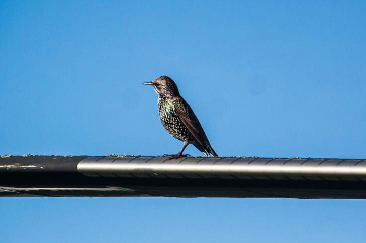 Какой сегодня праздник: 5 апреля 2023 года Птица