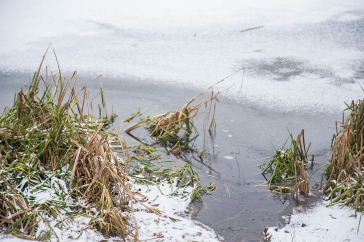 Трава в воде