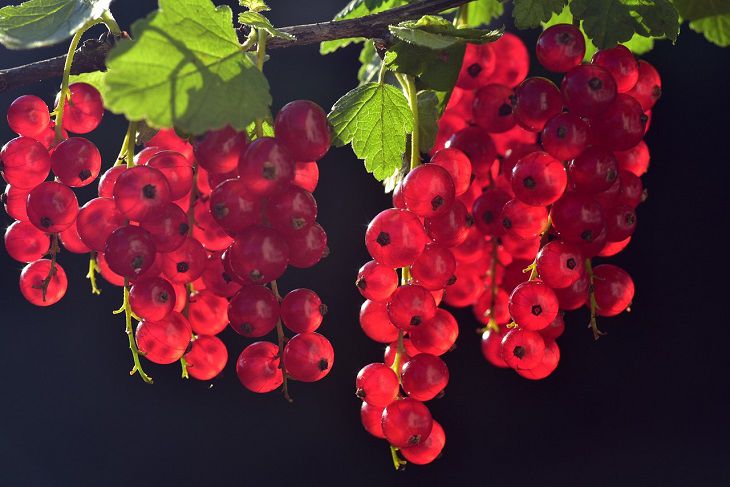 Ветки будут клониться к земле под тяжестью ягод: что нужно сделать со смородиной во время цветения