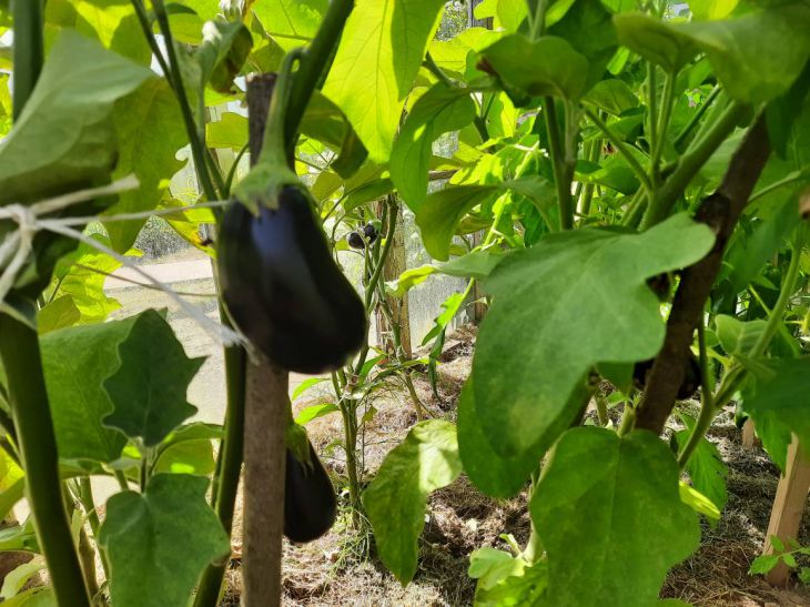 Без этой подкормки баклажаны будут мелкими и горькими: растение опрыскивают в начале июня Баклажаны
