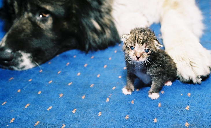 Собака и кот