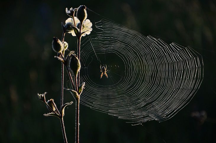 Паук