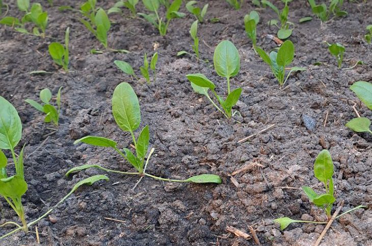 Почему шпинат вырастает мелким и быстро идет в стрелку: узнайте секретыэтого растения, чтобы всегда получать отменный урожай: новости, шпинат,огород, выращивание, растения, сад и огород