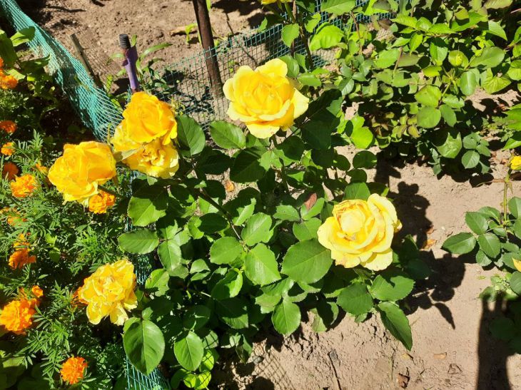 Чем полить розы для пышного цветения: садоводы раскрыли простую хитрость