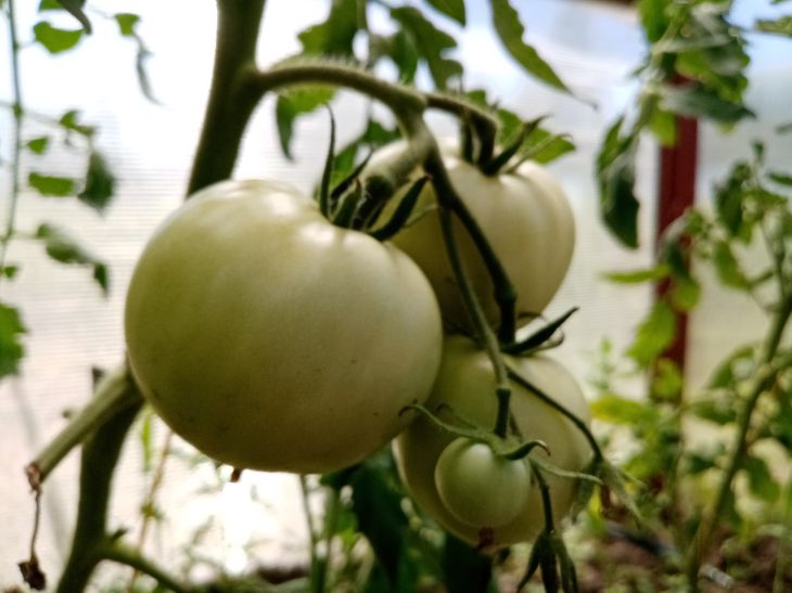 Богатый урожай и ни капли химии: 4 подкормки для рассады томатов