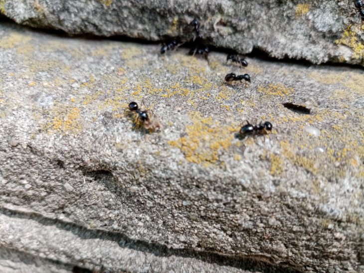 Этот метод одним махом прогонит целую колонию муравьев: понадобится спичечный коробок
