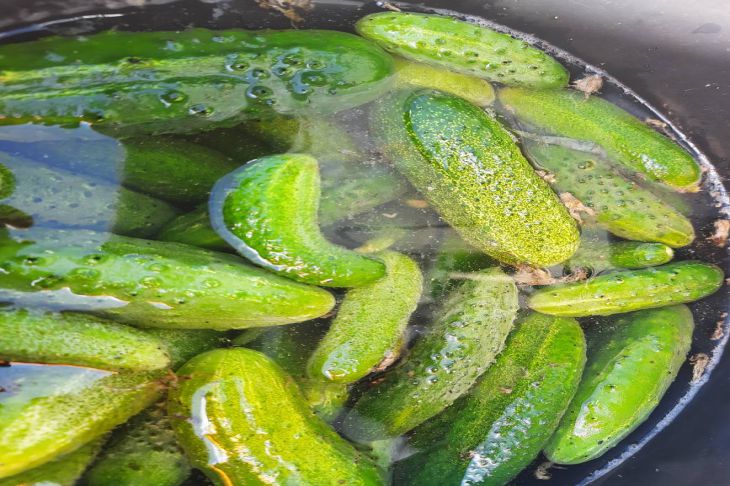 Вкуснее, чем из банки: на засолку этих огурцов уходит всего 90 минут Огурцы