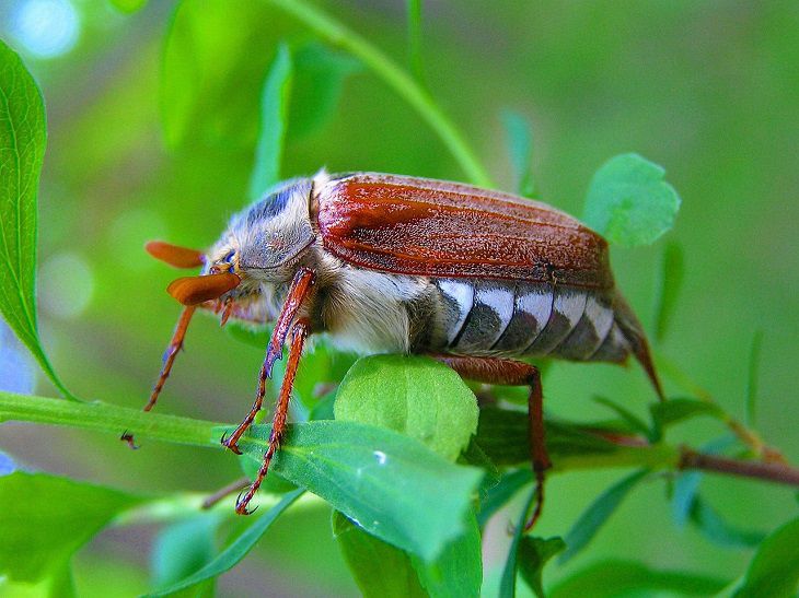 Как защитить растения от майского жука: полезные советы для дачников