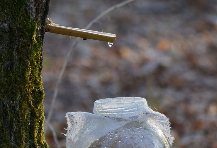 Березовый сок