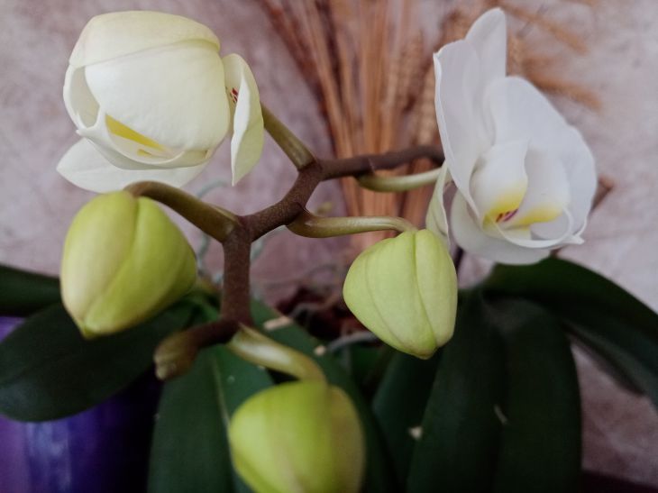 Как продлить цветение орхидеи: 7 простых и эффективных советов  