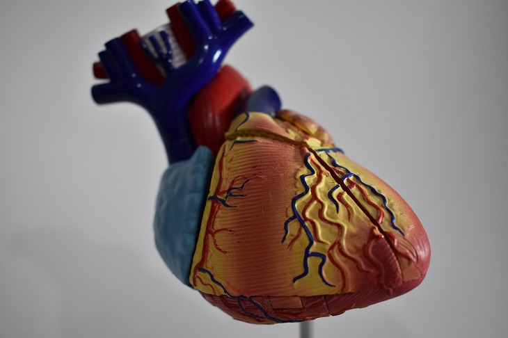 Кардиологи назвали 8 факторов, которые влияют на здоровье сердца и долголетие 