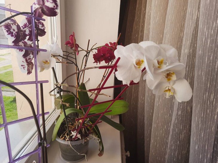 Кому нельзя дарить орхидею, чтобы не нарушить приметы: новости, орхидея,  цветы, народные приметы, суеверия, сад и огород